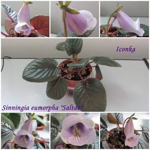 Sinningia eumorpha Saltao.jpg