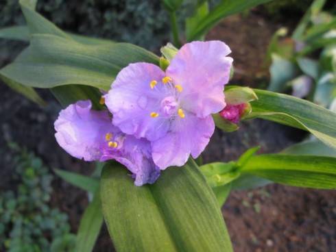Tradescantia růžová.jpg