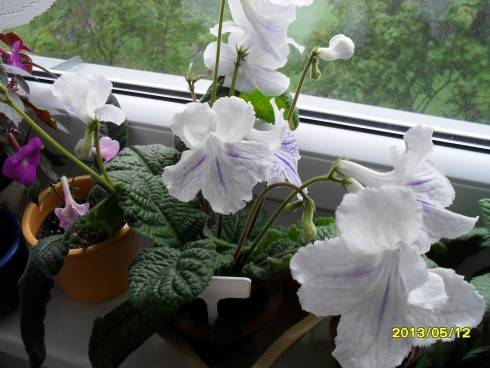 2012-2013 344.jpg