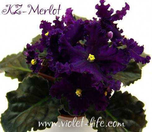 KZ-Merlot.jpg