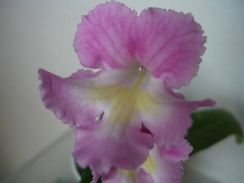 Bristol's Pink Priss.jpg