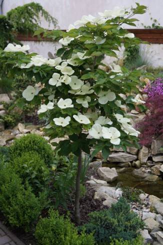 Cornus kousa.jpg