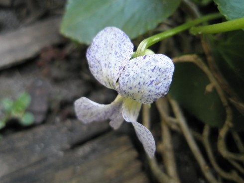venkovní fialka květ1.JPG
