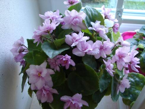 Lambs' Ears.jpg
