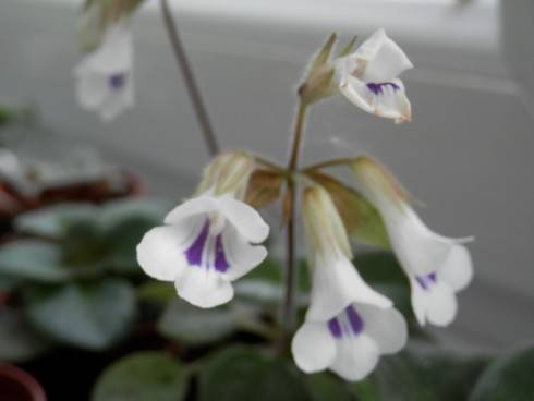 Primulina tamiana.jpg