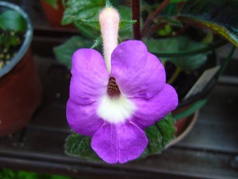 Achimenes patens Major.jpg
