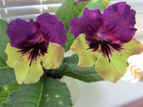 Harlequin Purple.jpg