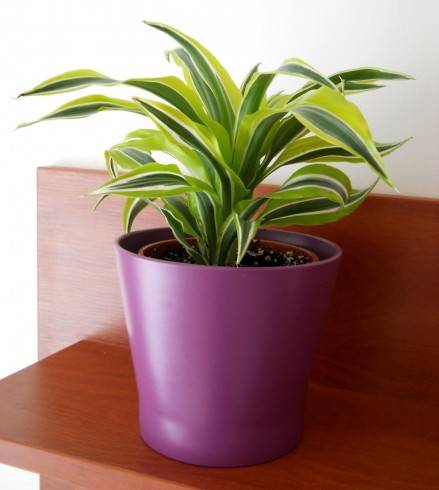 dracena.jpg