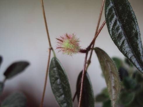 Columnea minor.jpg