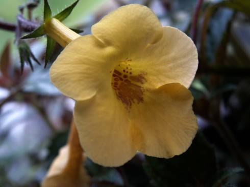 Yelow Beauty.jpg