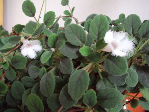 Alsobia dianthiflora.jpg