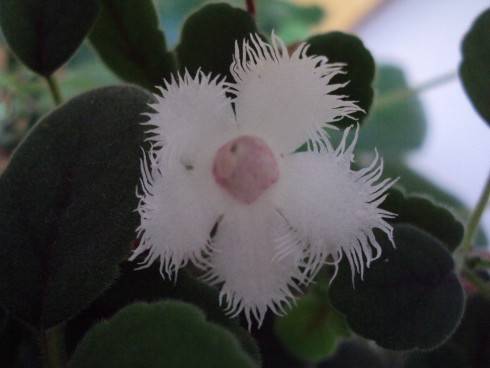 Alsobia dianthiflora.jpg