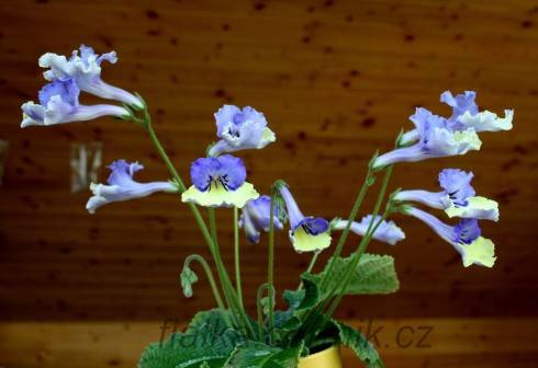 Harlequin Blue.jpg