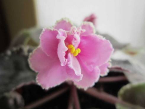 Rebel's Rhubarb Frost.jpg