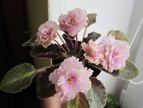 Rob's Antique Rose.jpg