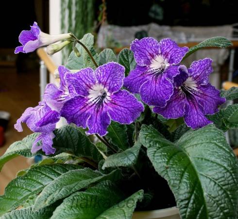 TsF-Igor'.jpg