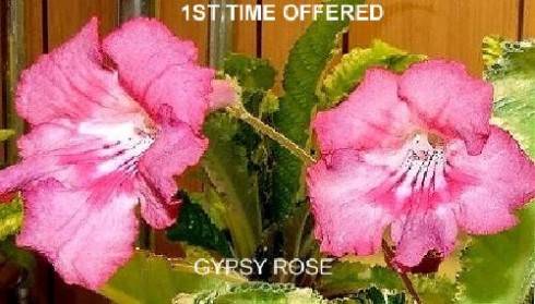 Gypsy Rose.jpg
