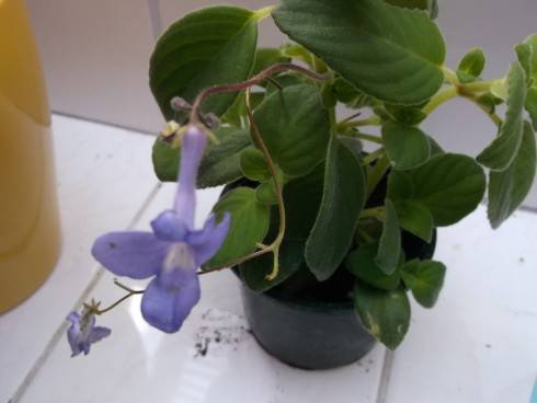 Streptocarpus saxorum.jpg