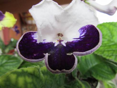 Harlequin Sapphire.jpg