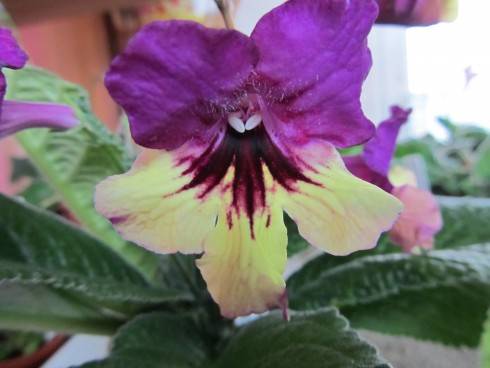 Harlequin Purple.jpg