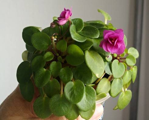 PICT0222.jpg
