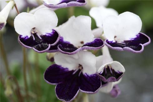 Harlequin Sapphire.jpg