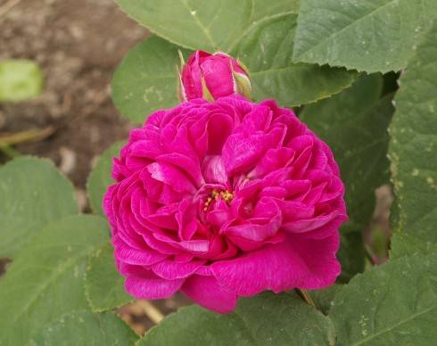 ROSE DE RESCHT.JPG