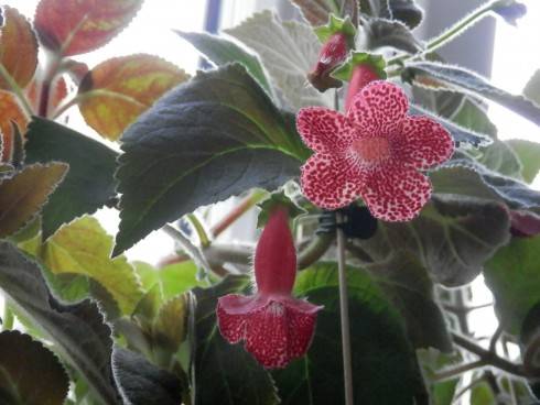 Kohleria sciadotydaea hybrid.jpg
