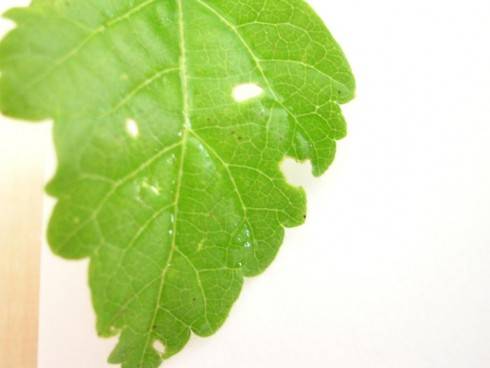 DSCN4496.JPG