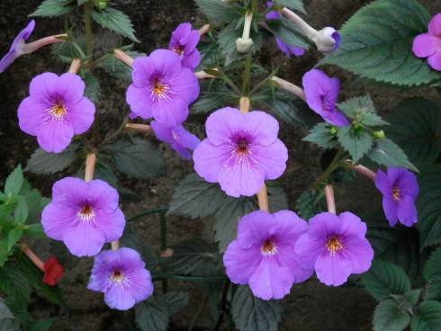 Tetra Himalayan Purple.jpg