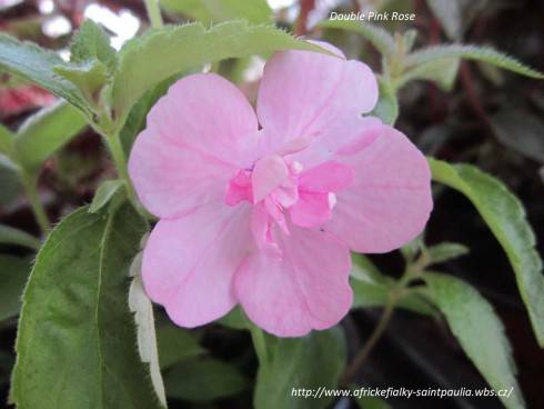 Double Pink Rose.jpg