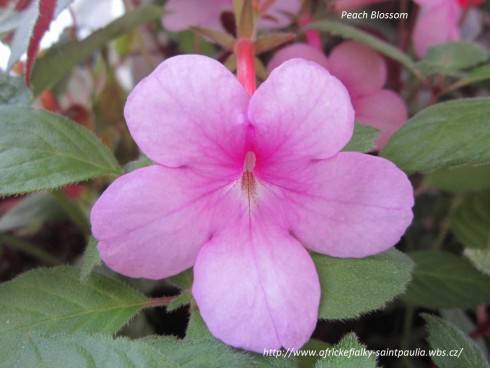 Peach Blossom.jpg