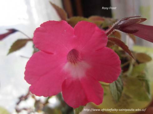 Rosy Frost jpg