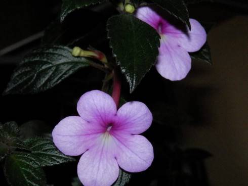 Peach Blossom.jpg