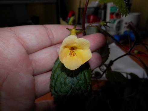 Yellow Beauty.jpg