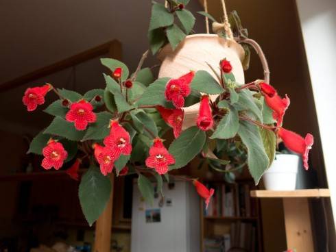 Kohleria eriantha.jpg