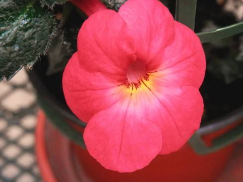 Tetra Orange Glow.jpg