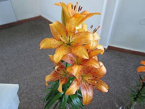 IMG_1080.jpg