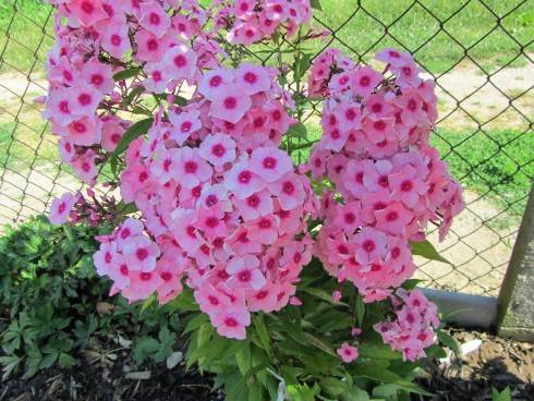 IMG_0008.JPG