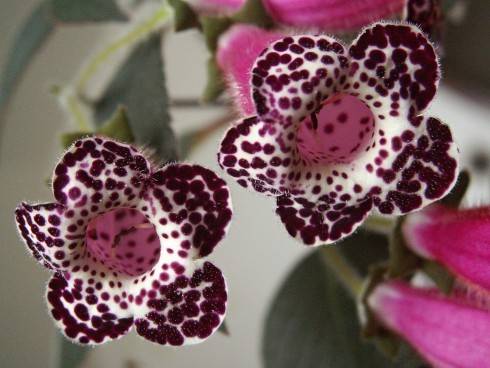 Heartland's Blackberry Butterfly.jpg