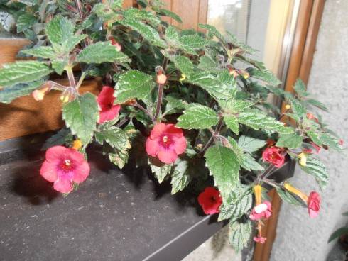 Achimenes erecta.jpg