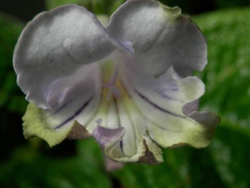 JL-Lavender Dream.jpg