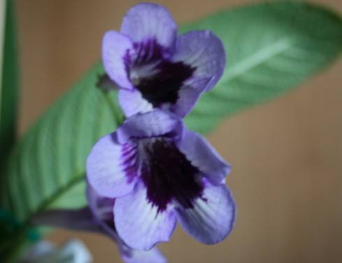 Heartland's Perfume.jpg