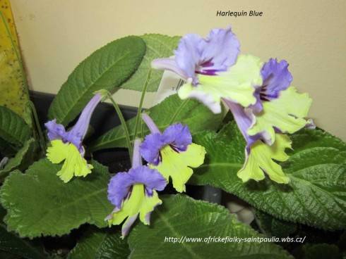 Harlequin Blue.jpg