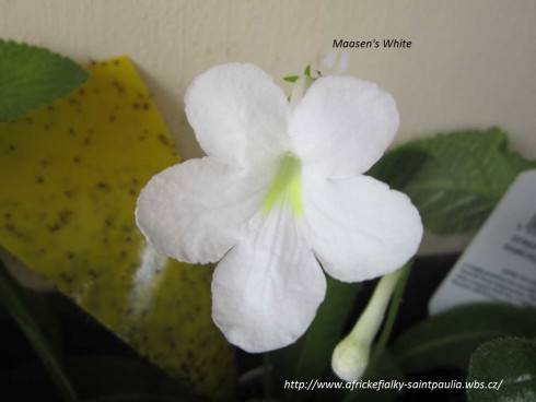 Maasen's White.jpg