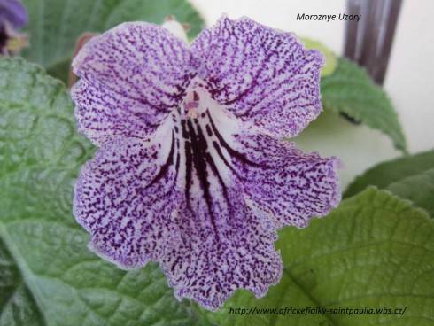 Moroznye Uzory.jpg