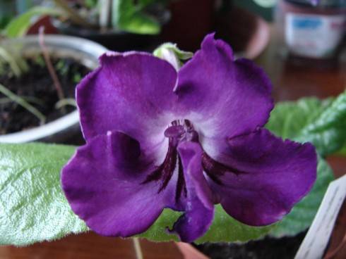 Violetta.jpg