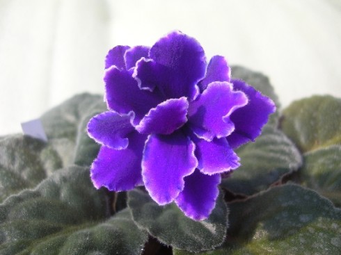 Butterfly Blue.jpg