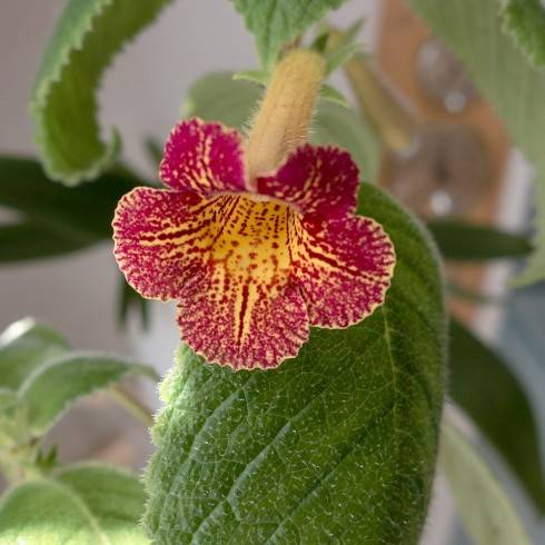 Achimenes antirrhina.jpg