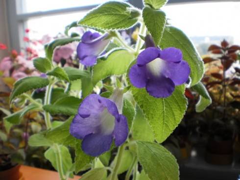 Achimenes mexicana Caerulea.jpg